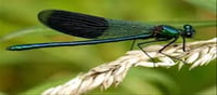 Scientists claim - Increase in the number of dragonflies